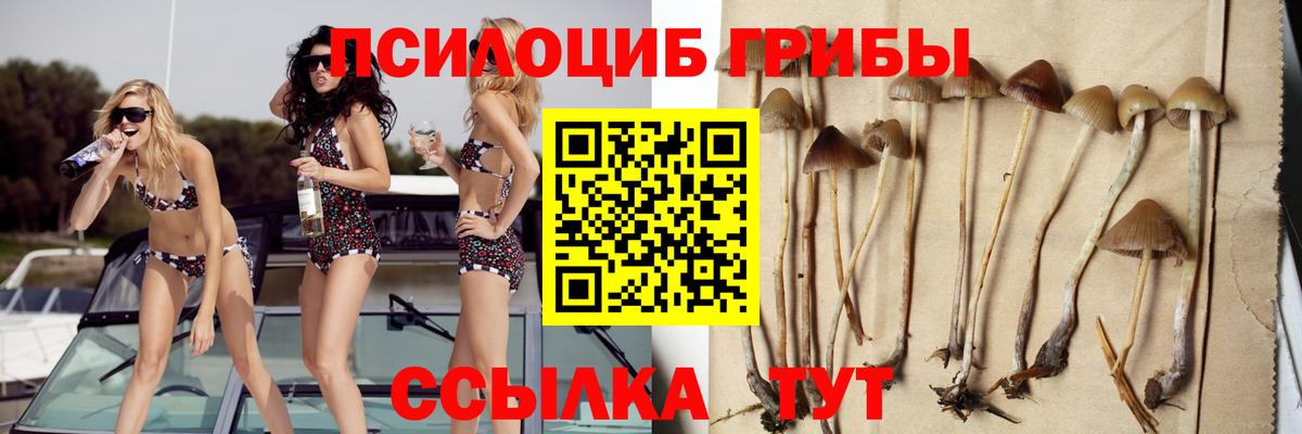 Галлюциногенные грибы Psilocybine cubensis Сертолово